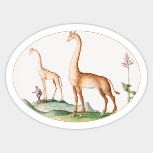 Two Giraffes with an Attendant (1575–1580) Sticker